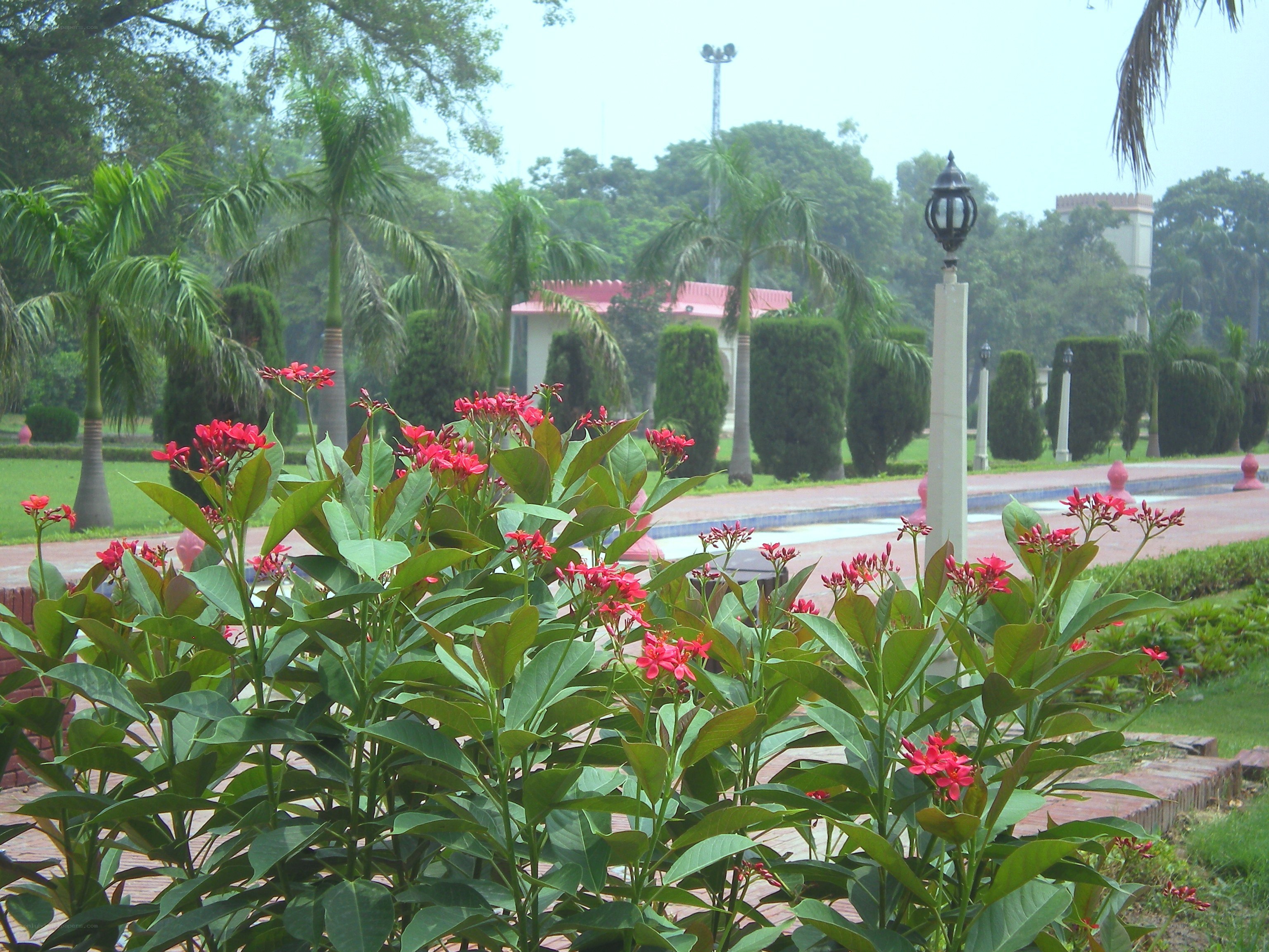 Red flowers in a park