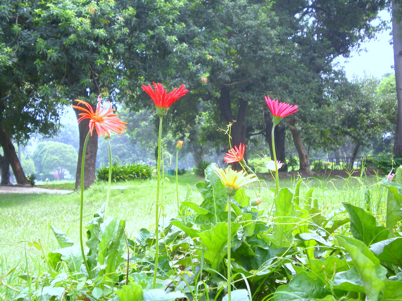 Red flowers in a park
