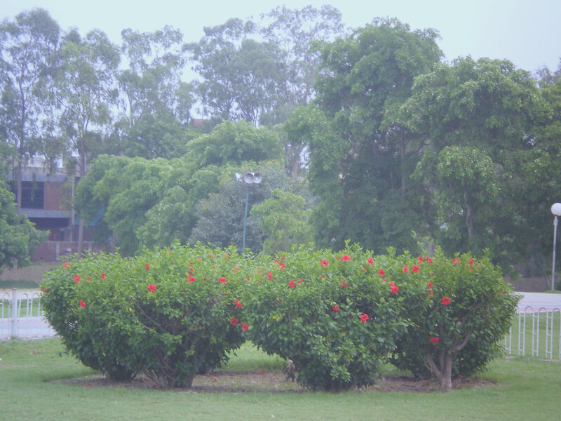 Red flowers in a park