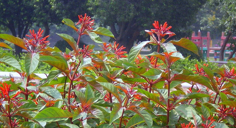 Red flowers in a park