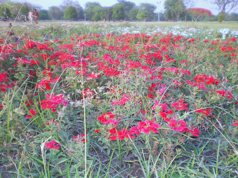 Red flowers in a park
