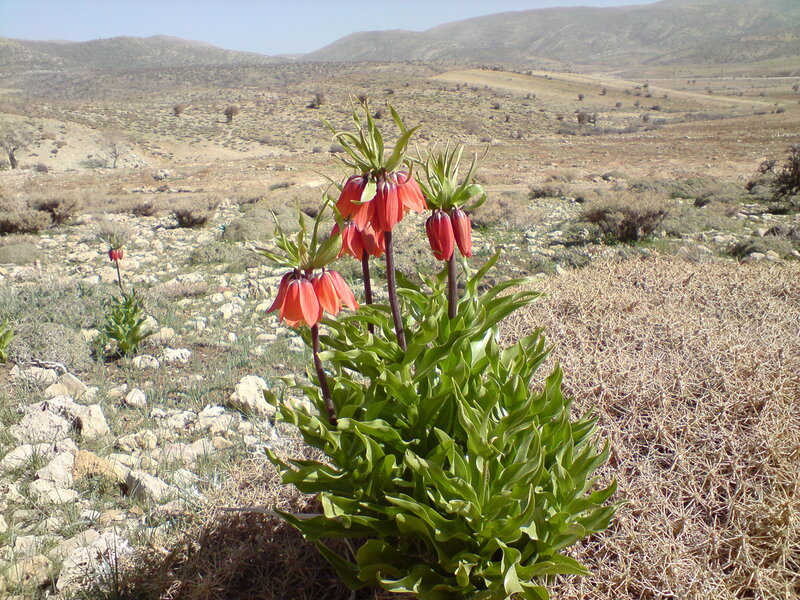 Red flowers in a rocky landscape