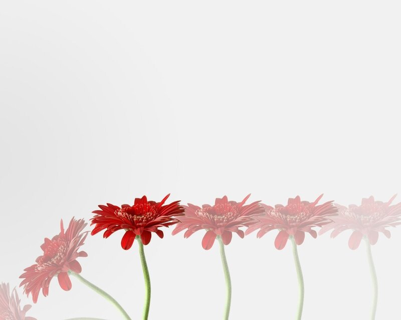 Red flowers in a row