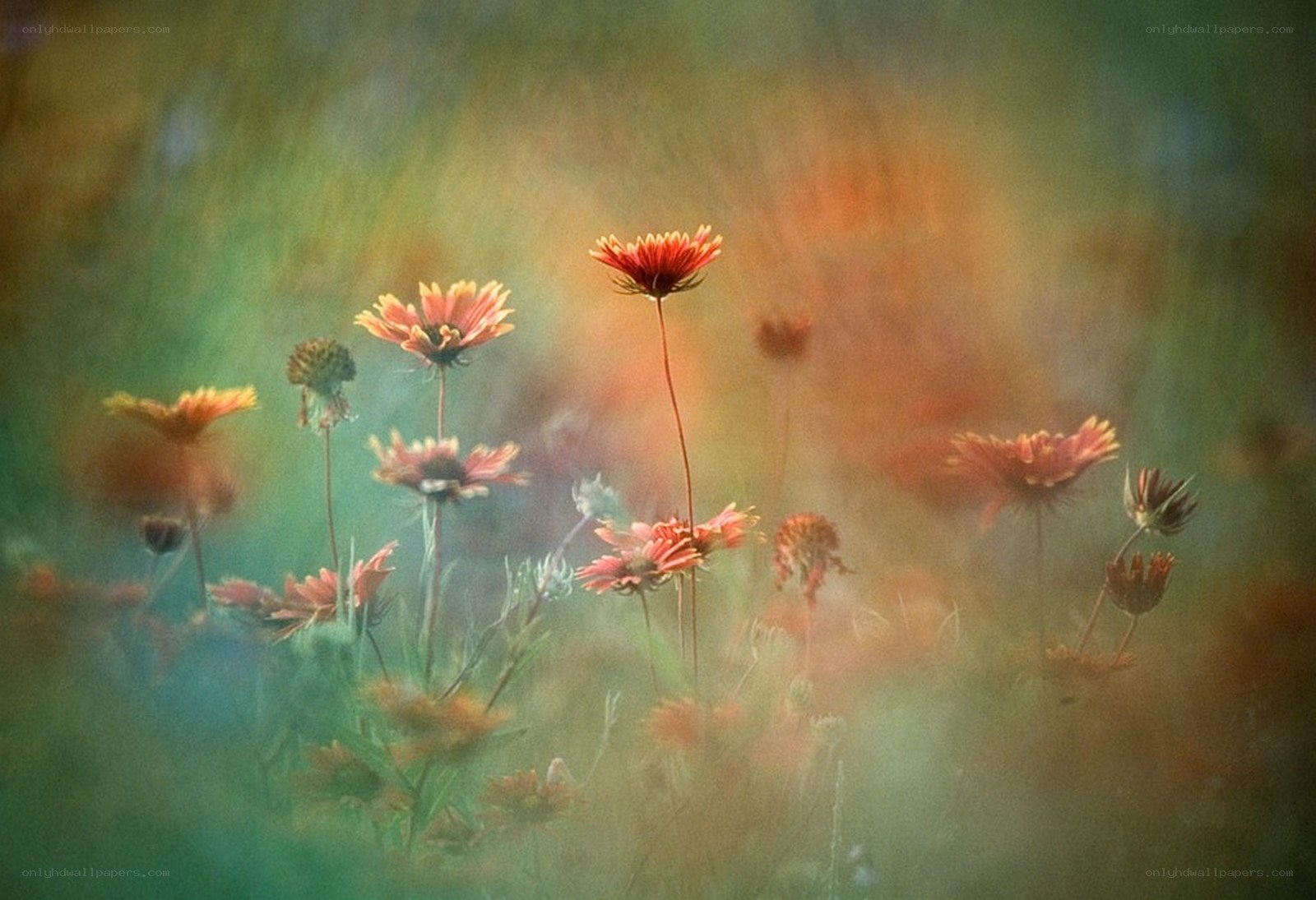 Red flowers in a soft-focus field