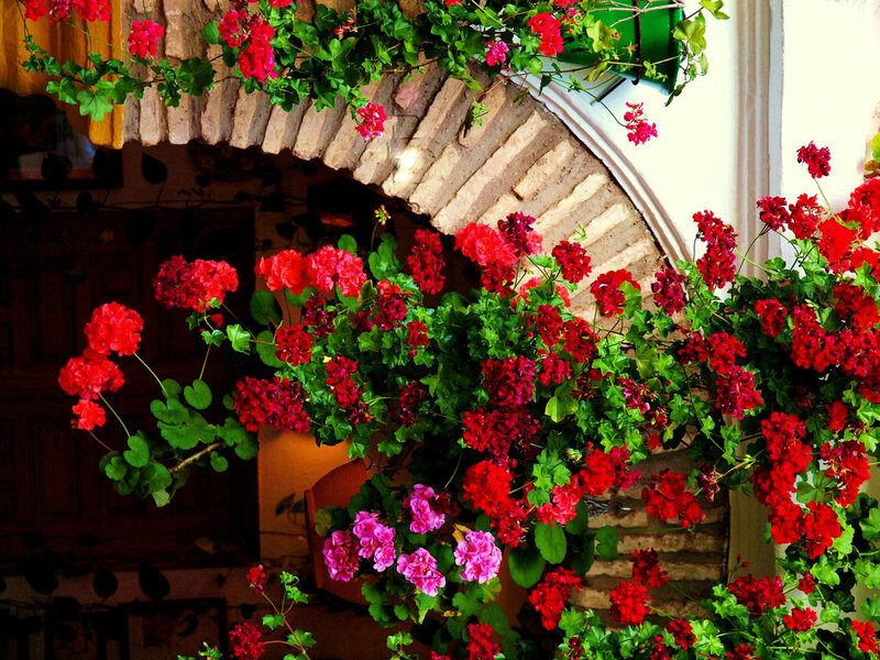 Red flowers in a stone archway