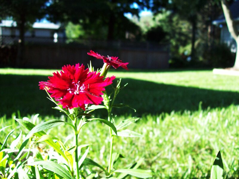 Red flowers in a sunny garden