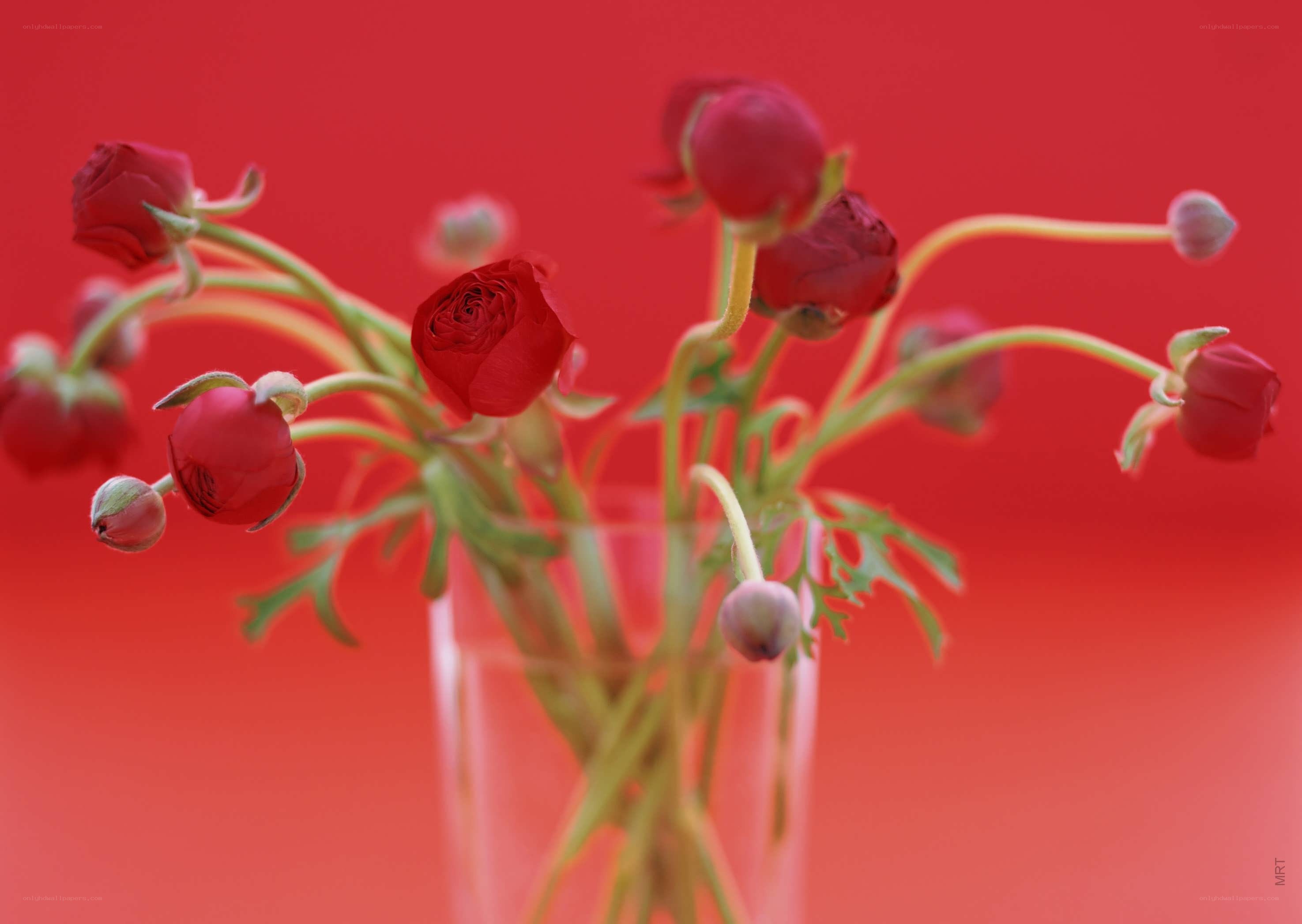 Red flowers in a vase