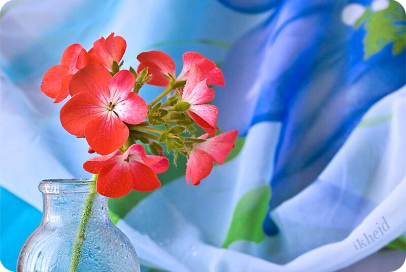 Red Flowers in a Vase — Calm, Photograph