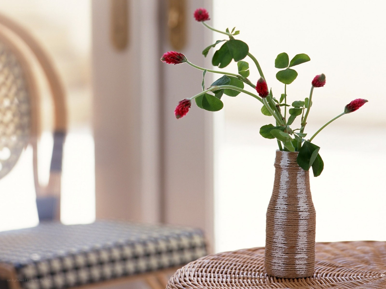 Red flowers in a vase