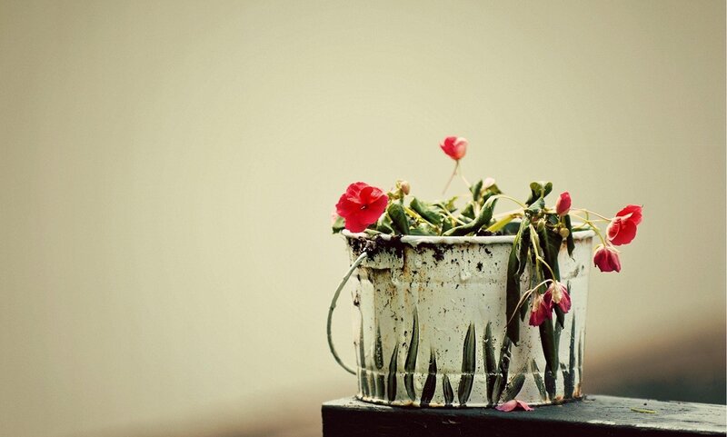 Red flowers in a white bucket