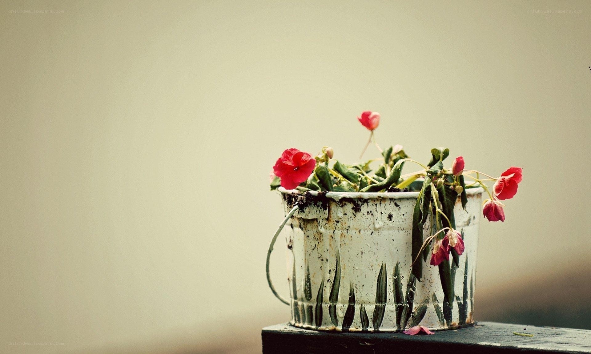 Red flowers in a white bucket