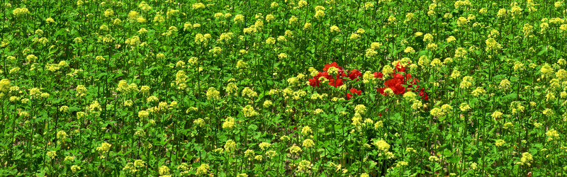 Red flowers in a yellow field