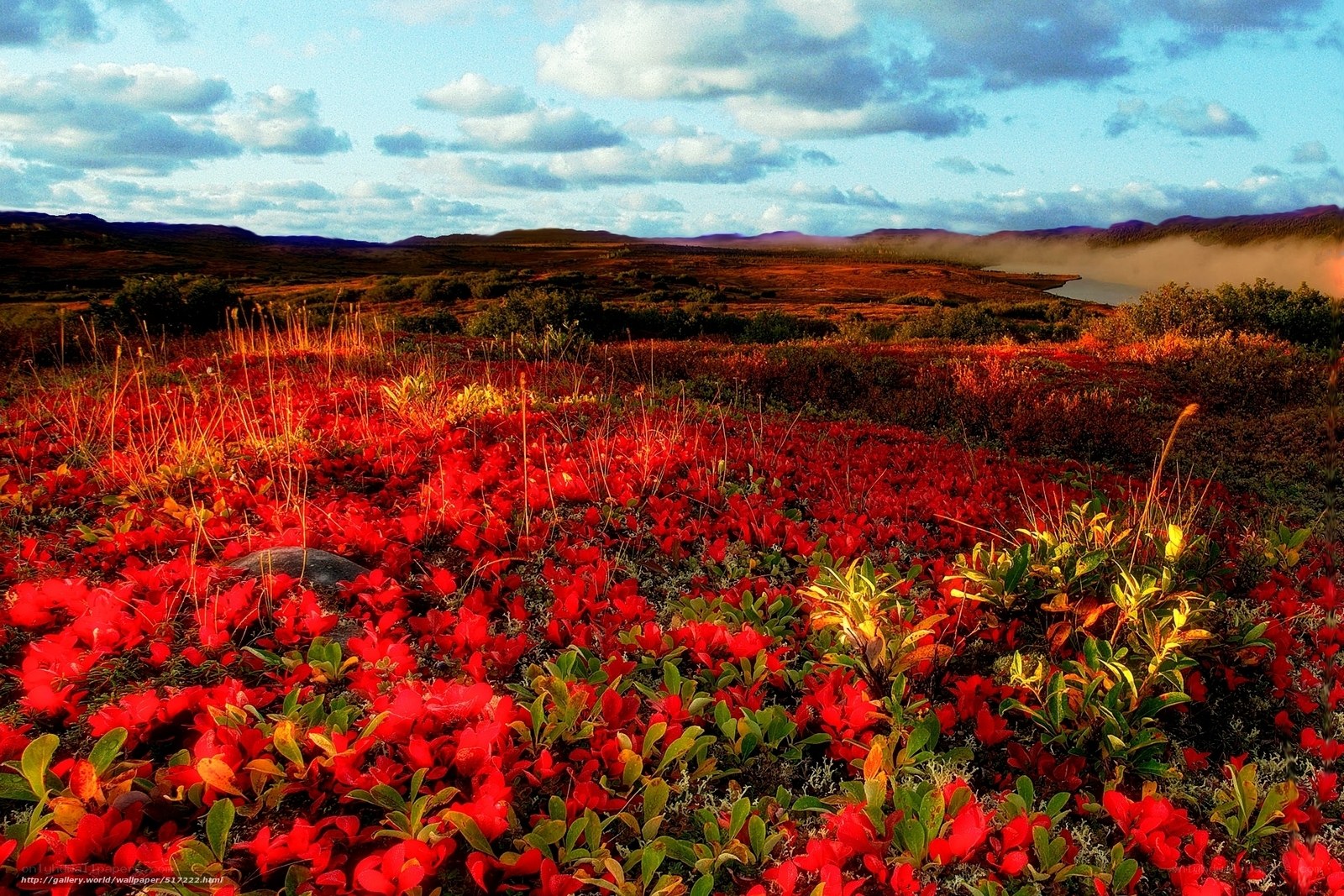 Red flowers in autumn landscape