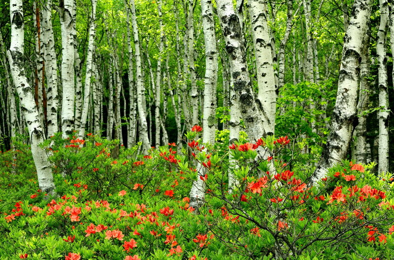 Red Flowers in Birch Forest