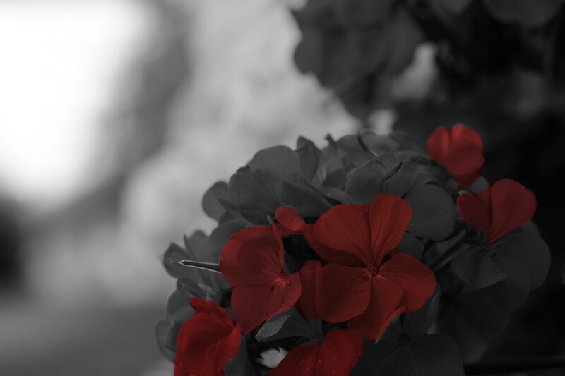 Red Flowers in Black and White — Dramatic, Photograph