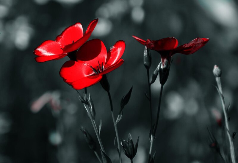 Red Flowers in Black and White — Dramatic