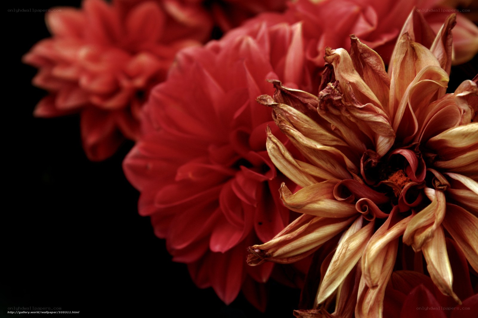Red flowers in bloom and decay