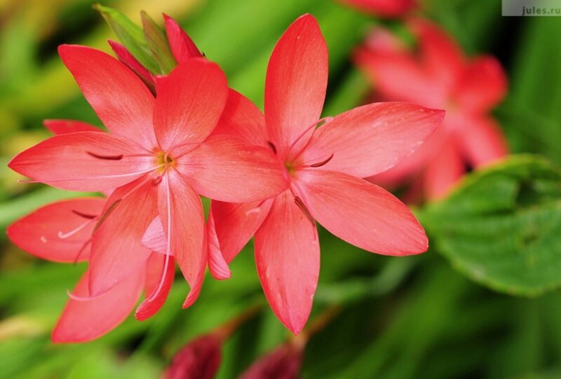 Red Flowers in Bloom — Natural