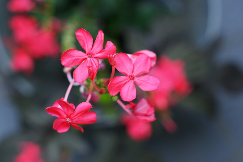 Red Flowers in Bloom — Pink