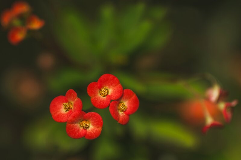 Red Flowers in Bloom — Serene