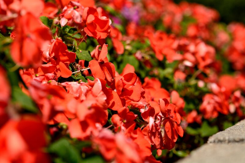 Red Flowers in Bloom — Vibrant