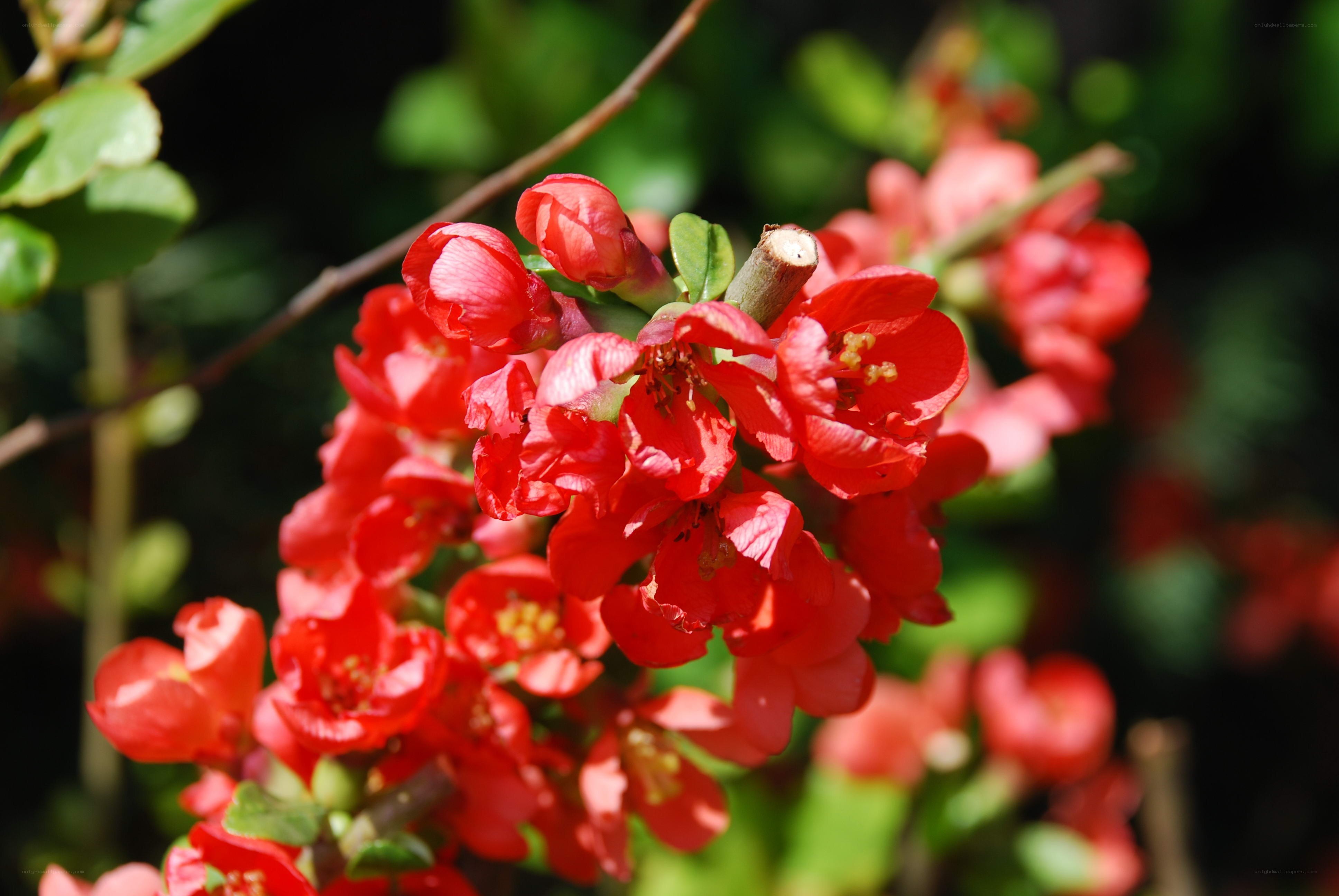 Red flowers in bloom