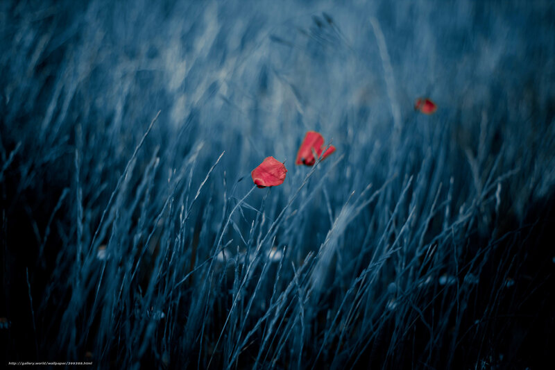 Red flowers in blue grass