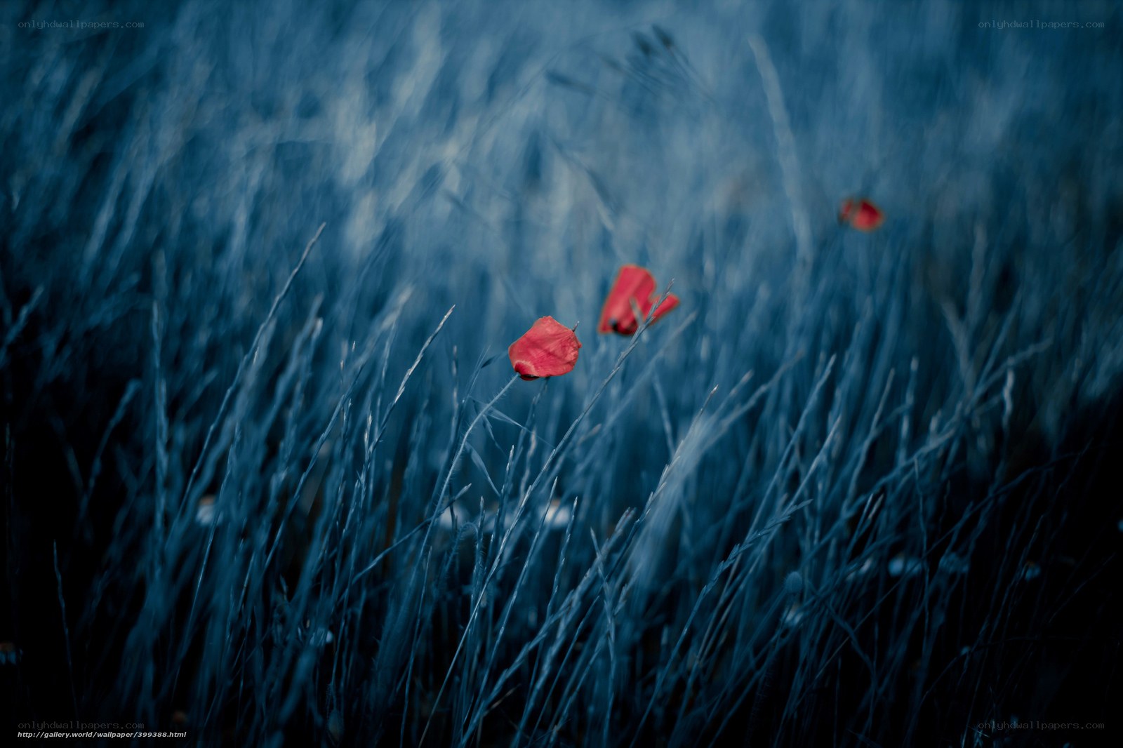 Red flowers in blue grass