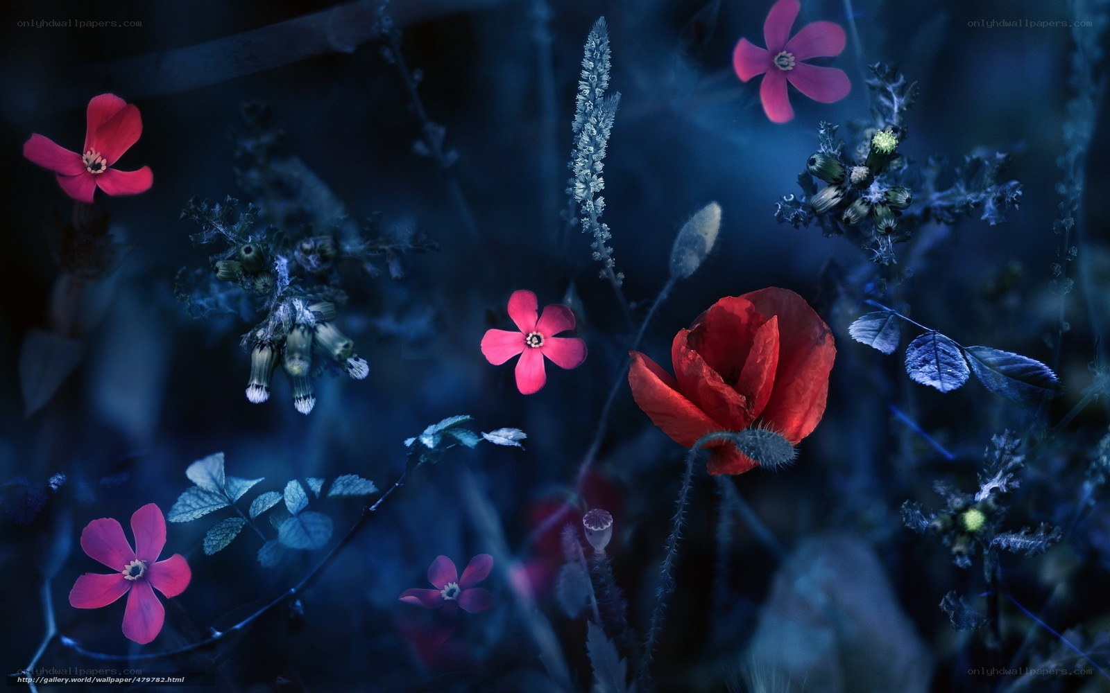 Red flowers in blue night
