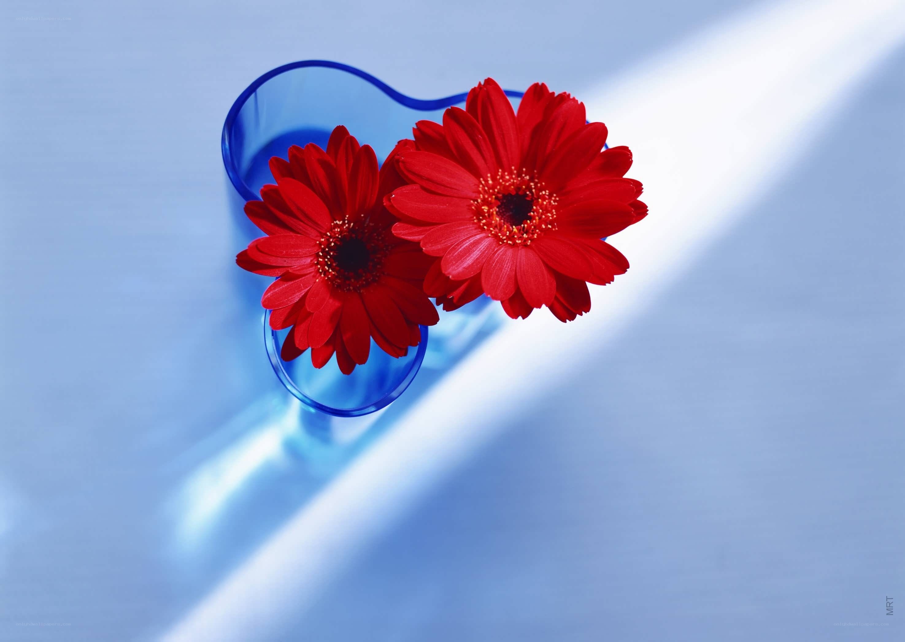 Red flowers in blue vase