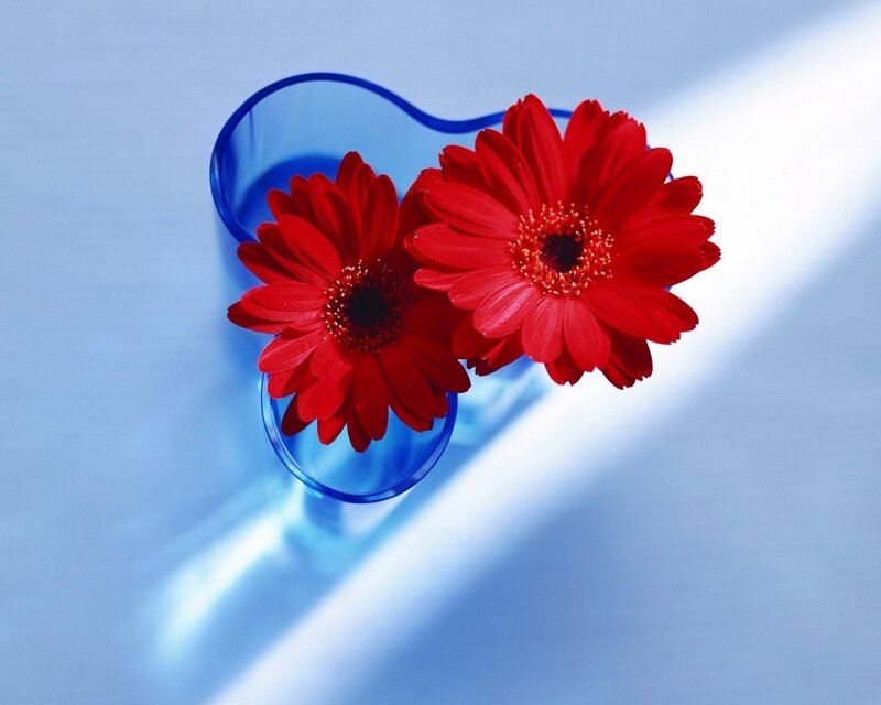 Red flowers in blue vase