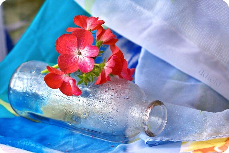 Red Flowers in Bottle