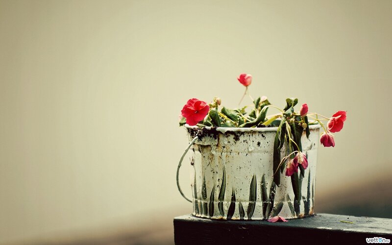 Red Flowers in Bucket
