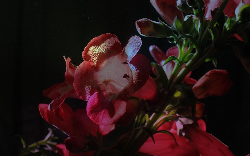 Red Flowers in Dark — Dramatic