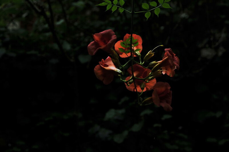 Red flowers in dark forest