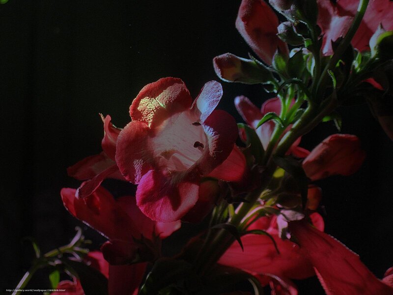 Red flowers in dark light