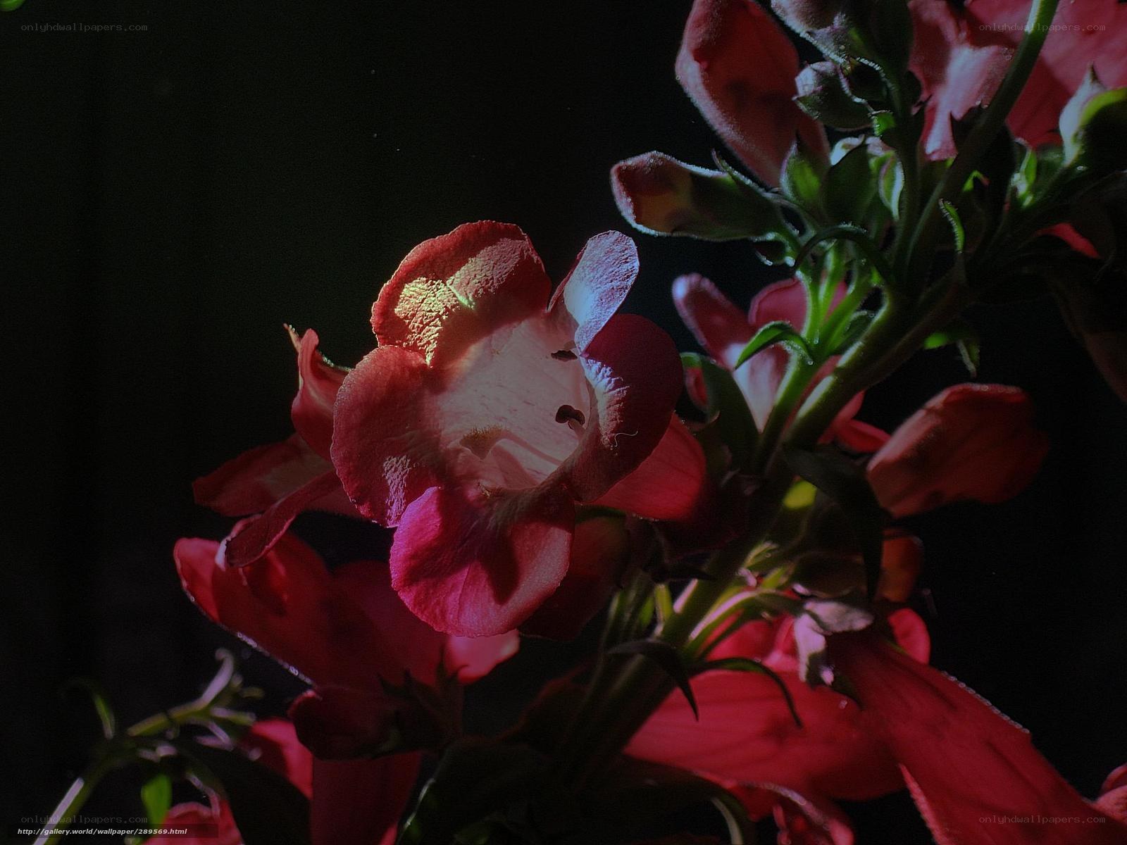 Red flowers in dark light