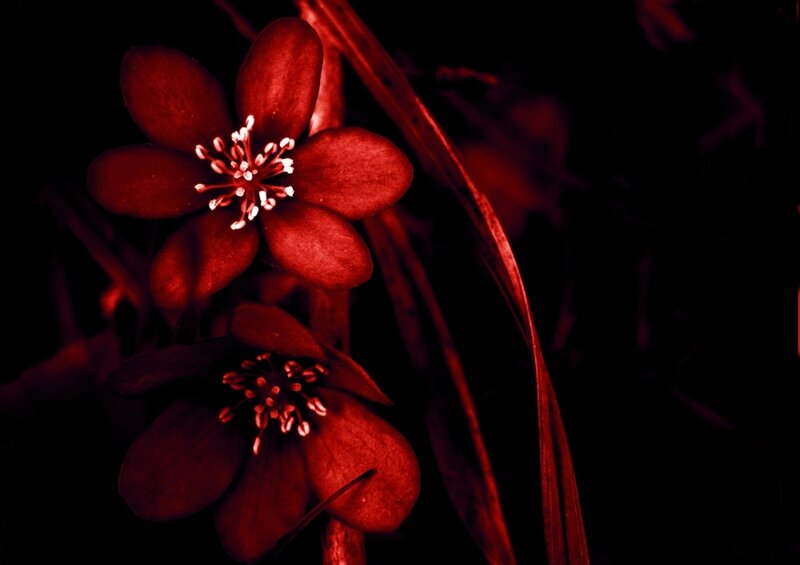 Red Flowers in Dark — Night