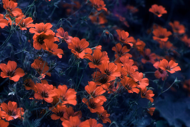 Red Flowers in Dark Setting