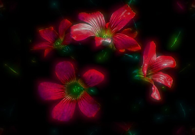 Red Flowers in Dark
