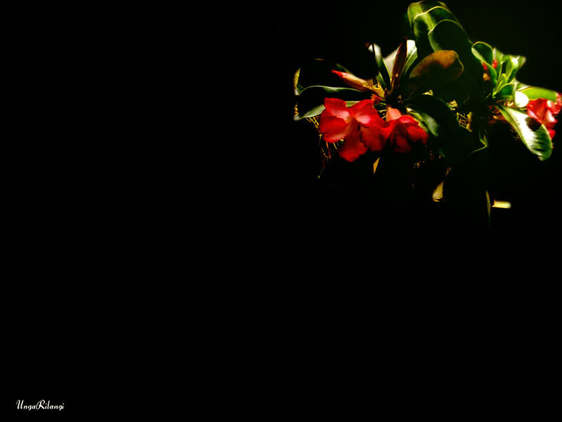 Red Flowers in Darkness