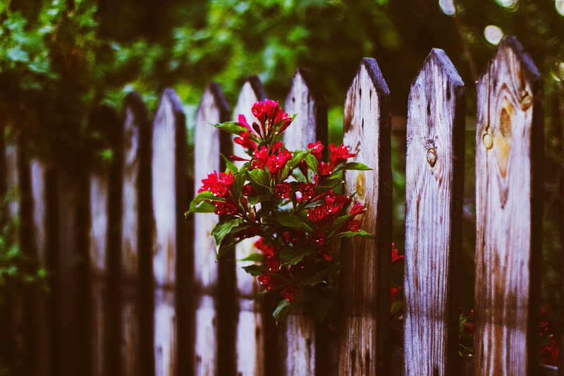 Red Flowers in Fence
