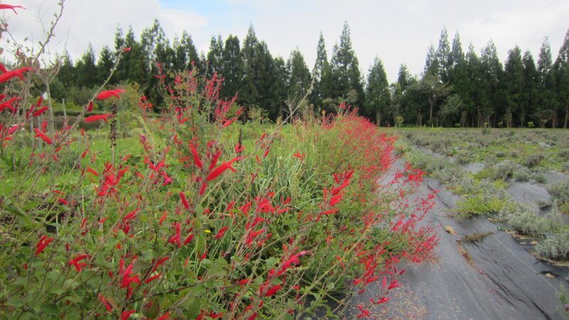 Red Flowers in Field — Calm