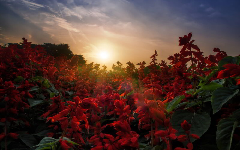 Red Flowers in Field — Dramatic, Sunset, Photograph