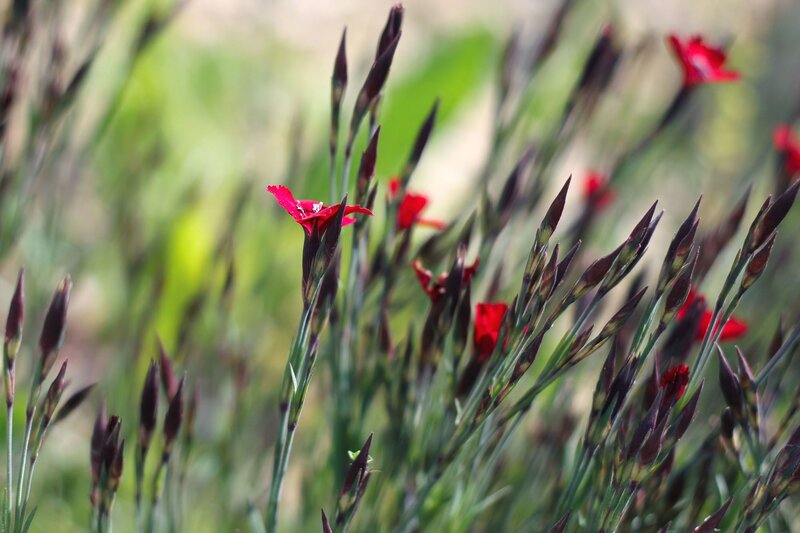 Red Flowers in Field — Natural