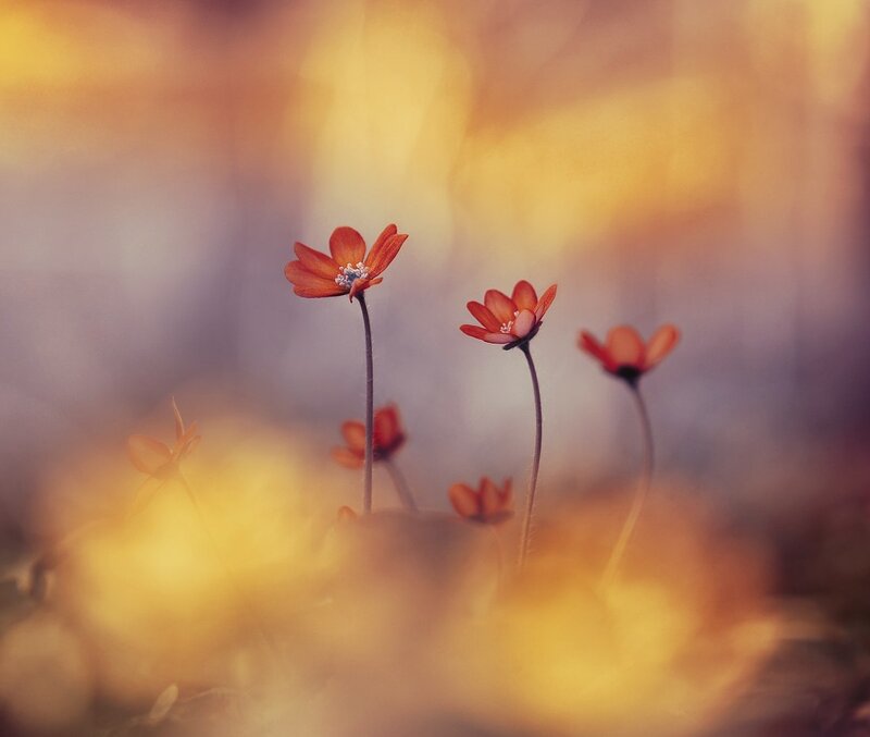 Red Flowers in Field — Orange