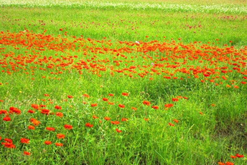 Red Flowers in Field — Serene, Afternoon, Photograph, Green Grass