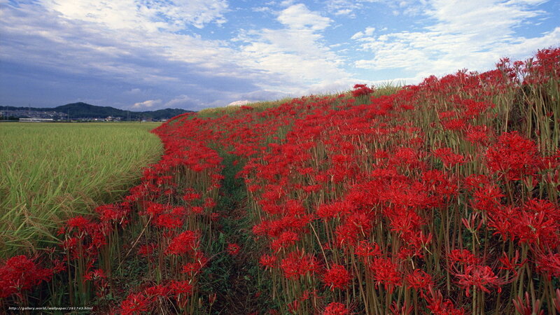 Red Flowers in Field — Serene, Afternoon, Photograph, Sky
