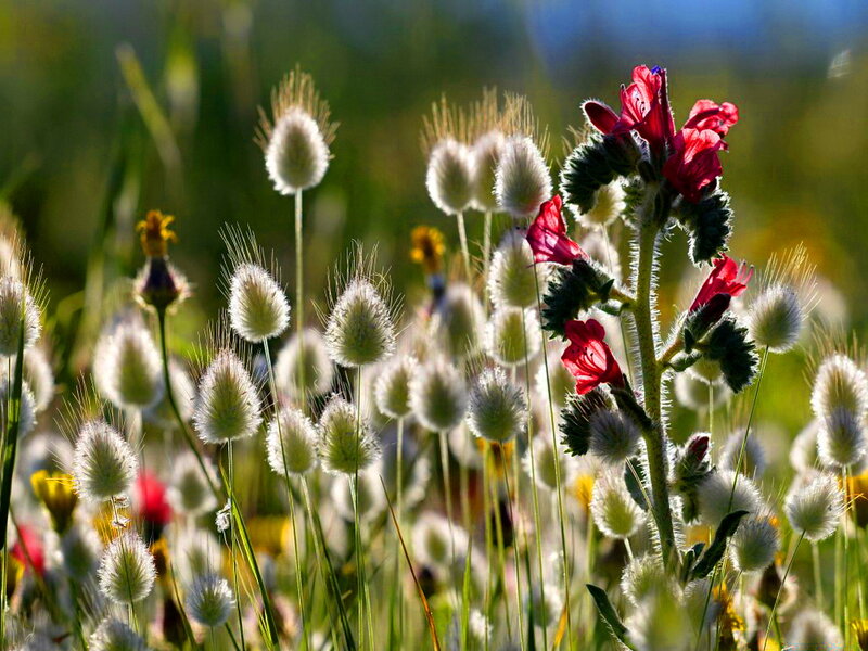 Red Flowers in Field — Serene, Afternoon, Photograph