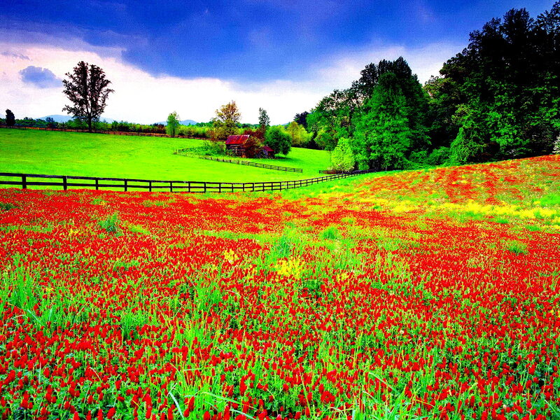 Red Flowers in Field — Serene, Afternoon